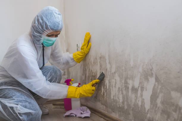 Best Mold Cleaning Services  in Kincaid, IL