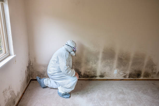 Crawl Space Mold Removal in Kincaid, IL